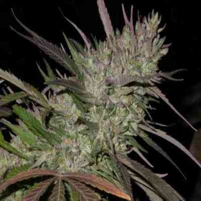 Pakistan Chitral Kush > ACE Seeds | Graines Féminisées  |  Indica